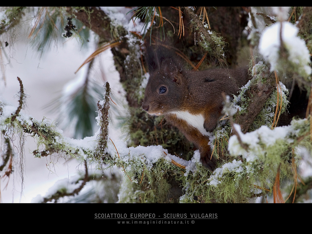 Scoiattolo europeo
