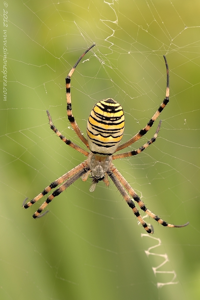 Argiope e preda....