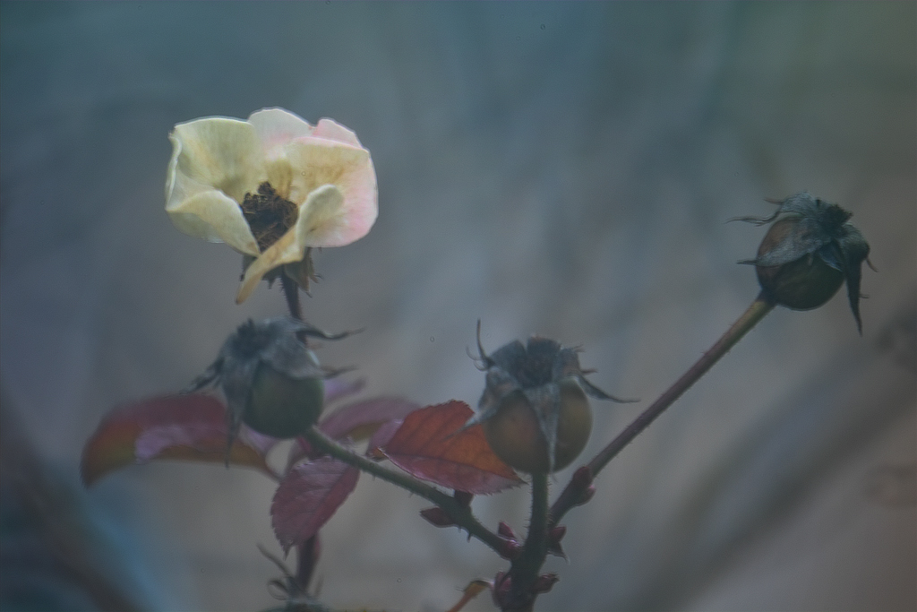 Nel Parco D' Inverno ..