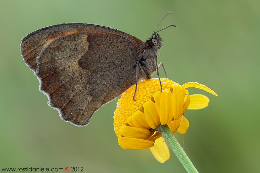 La Signora Maniola...