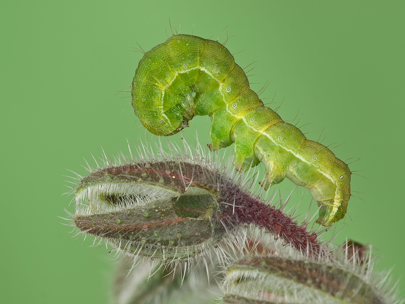 ...in testa al... T. Rex!!!