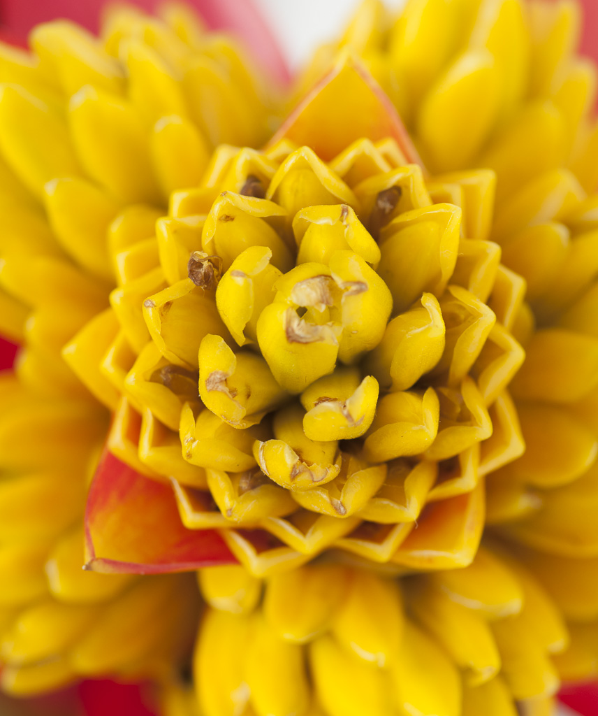 L'unico fiore della pianta