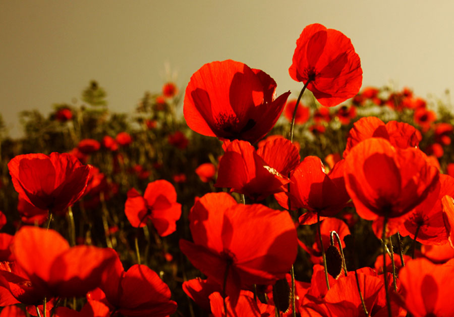 ... ma sono mille papaveri rossi  (F. De Andr�)