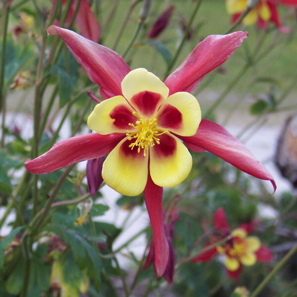 Fiore alquanto strano (Tignes)