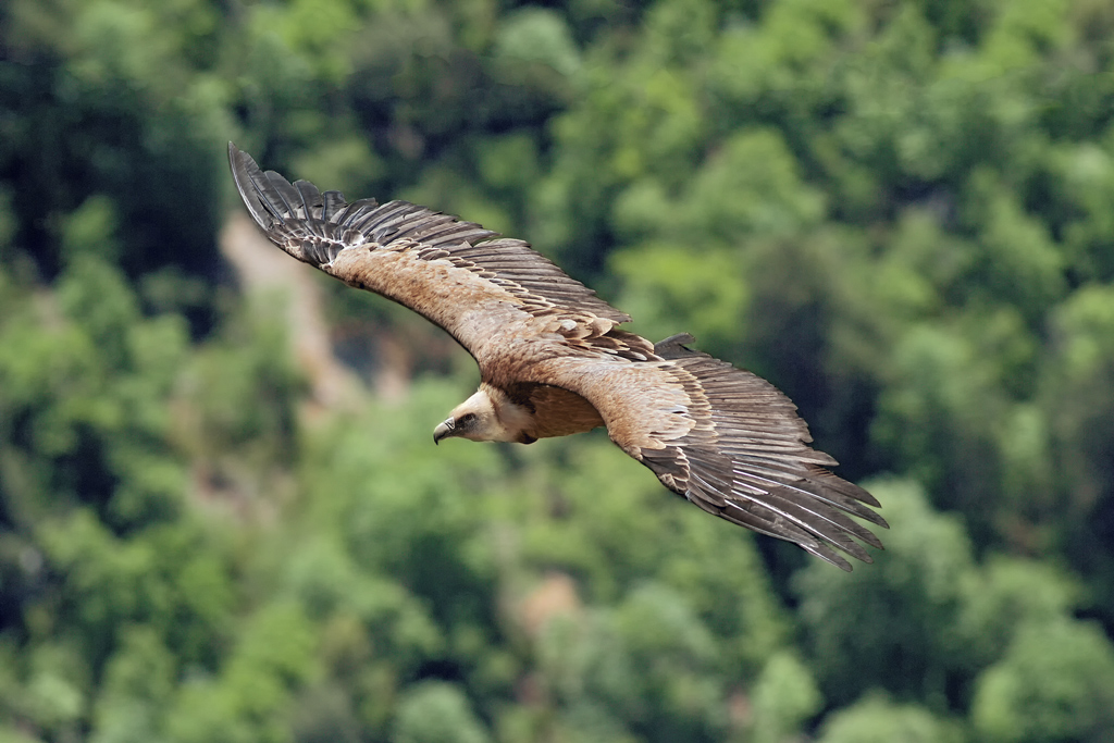 Grifone sul Verdon 2