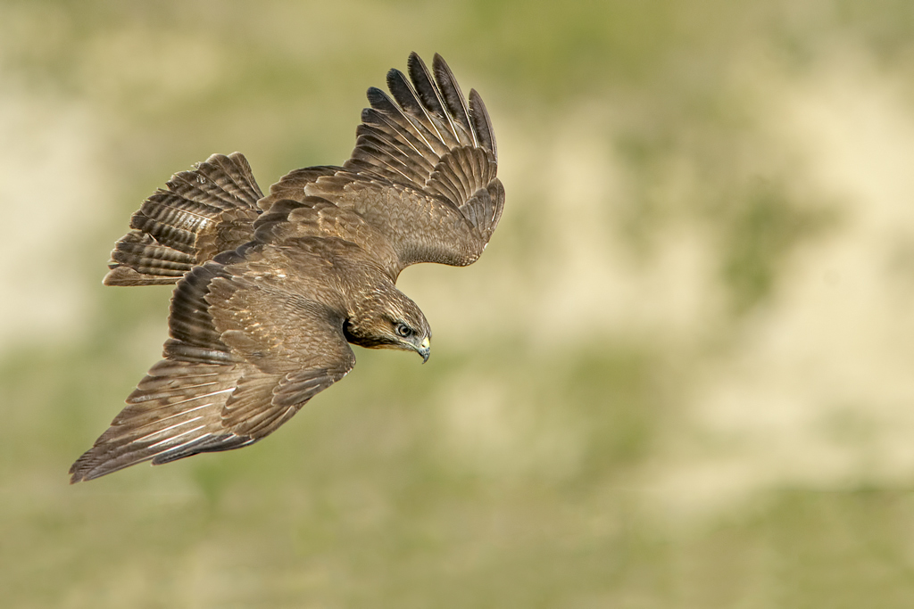 Poiana (Buteo buteo)