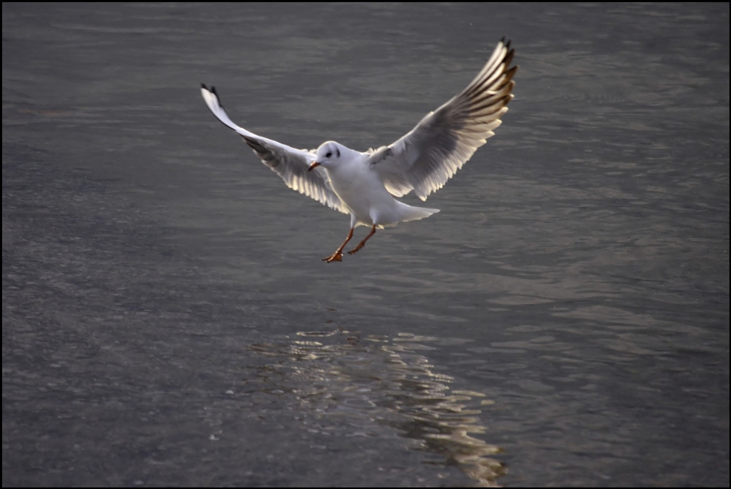 L'atterraggio sul lago