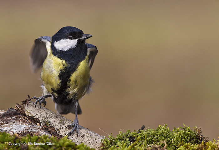 Cinciallegra (Parus major)