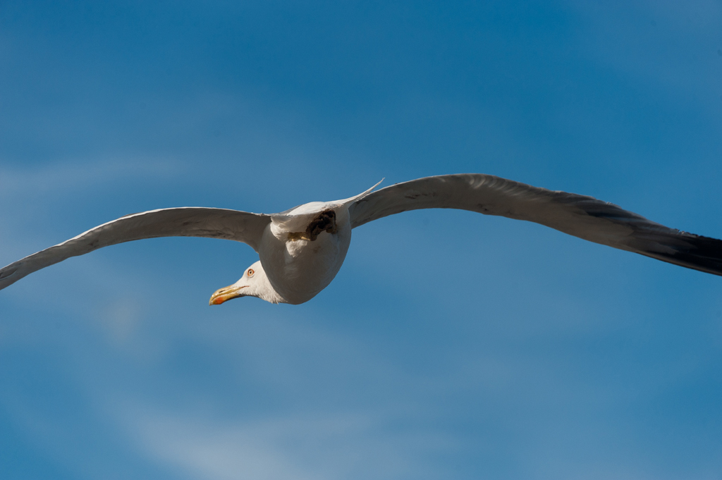 Guardati alle spalle...