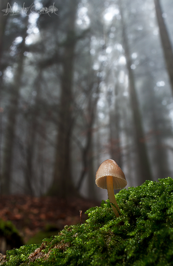 Fungo nella nebbia!