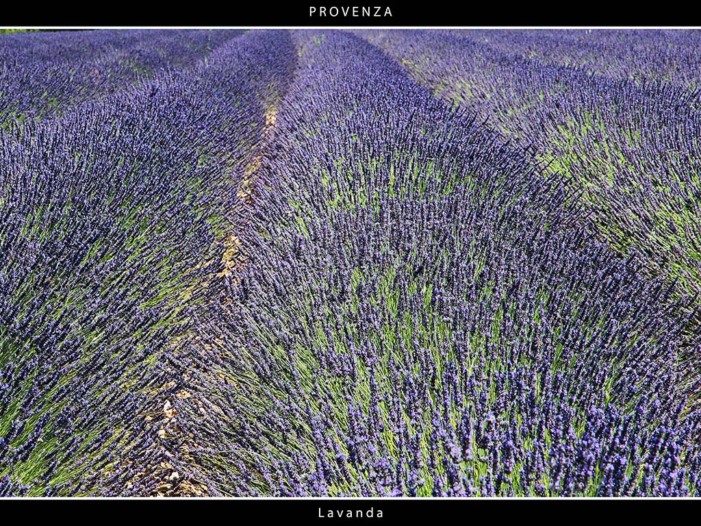 Provenza # 24