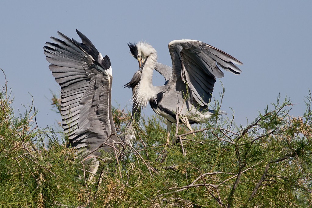 Cenerini - Imbeccata