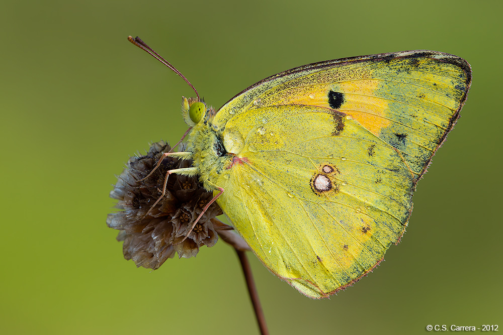 Colias Crocea
