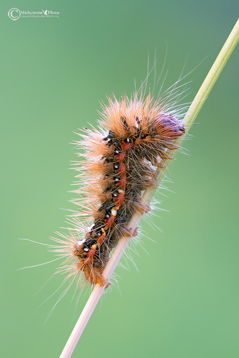acronicta rumicis (linnaeus, 1758)