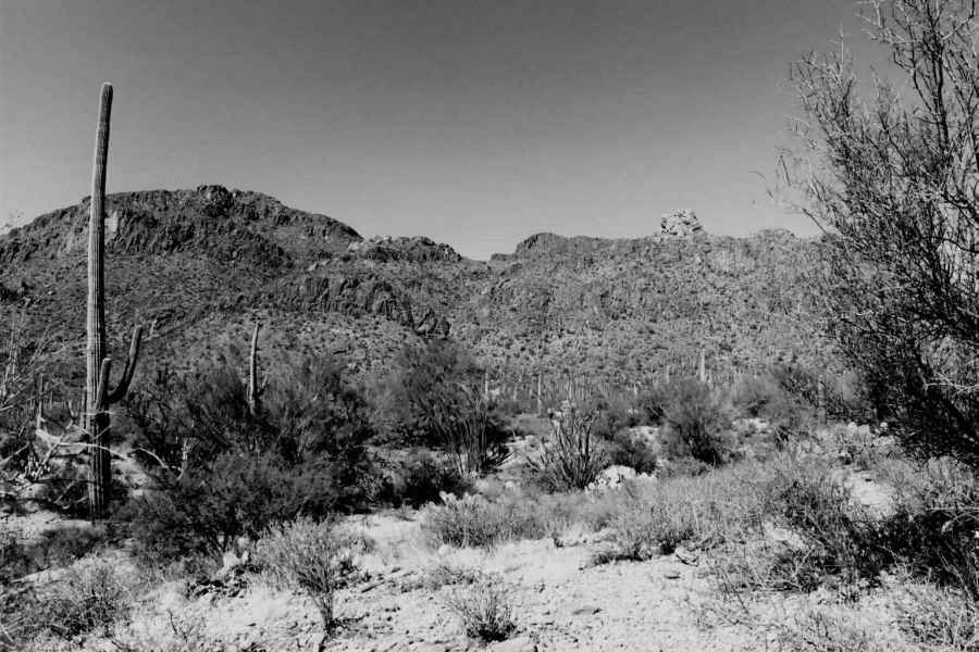 Saguaro National Park