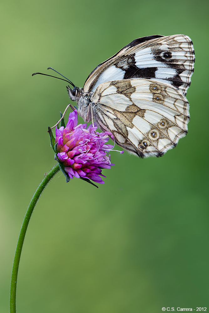 Melanargia