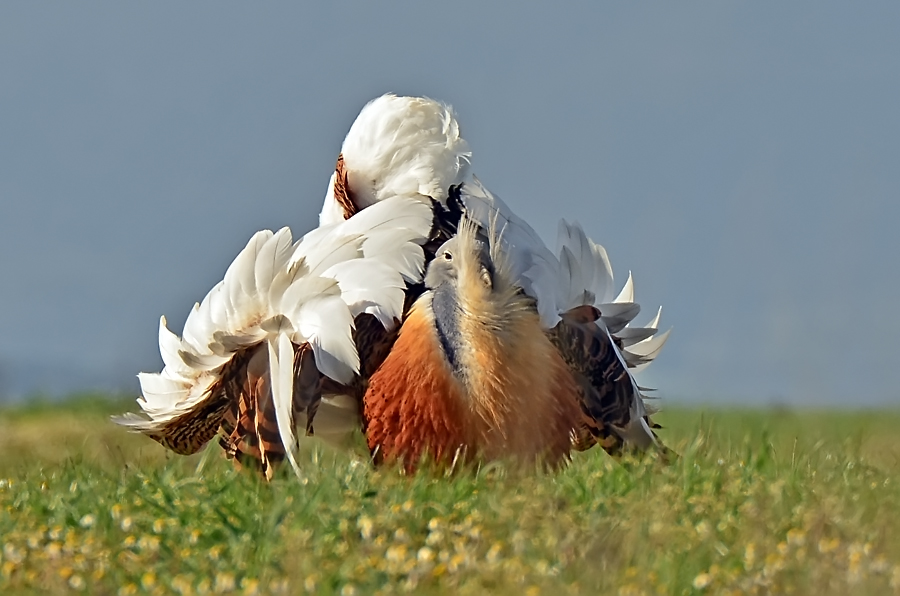 Maschio di otarda in amore