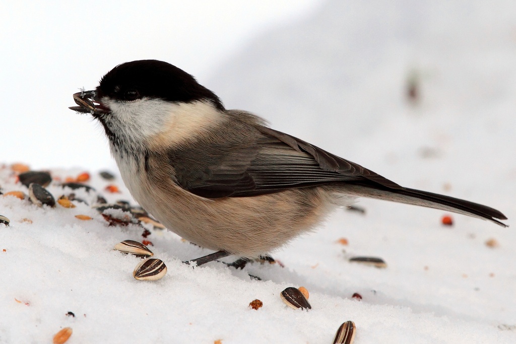 Cincia bigia alpestre