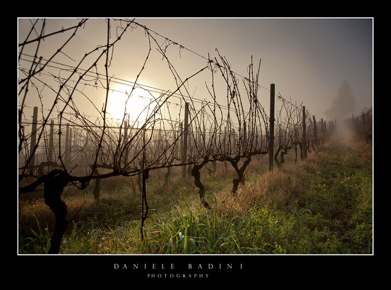 filari, nebbia e sole.....
