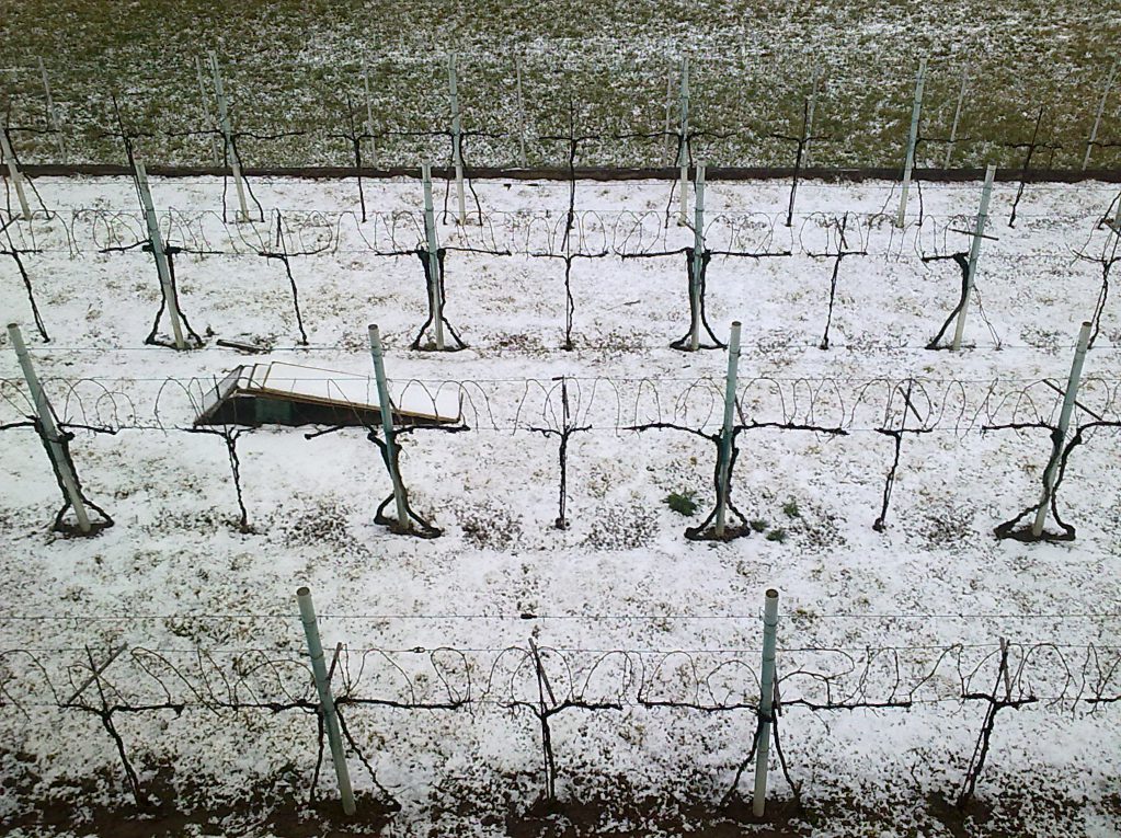 Vigna d'inverno