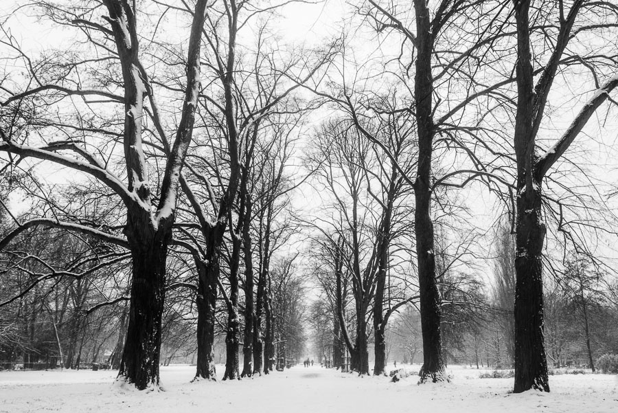 Between the old trees