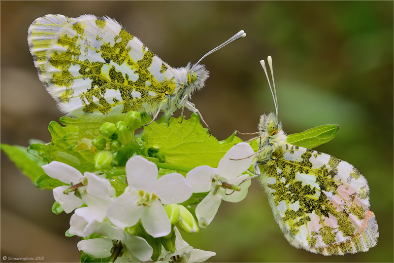 dal cassetto 2012 # 4