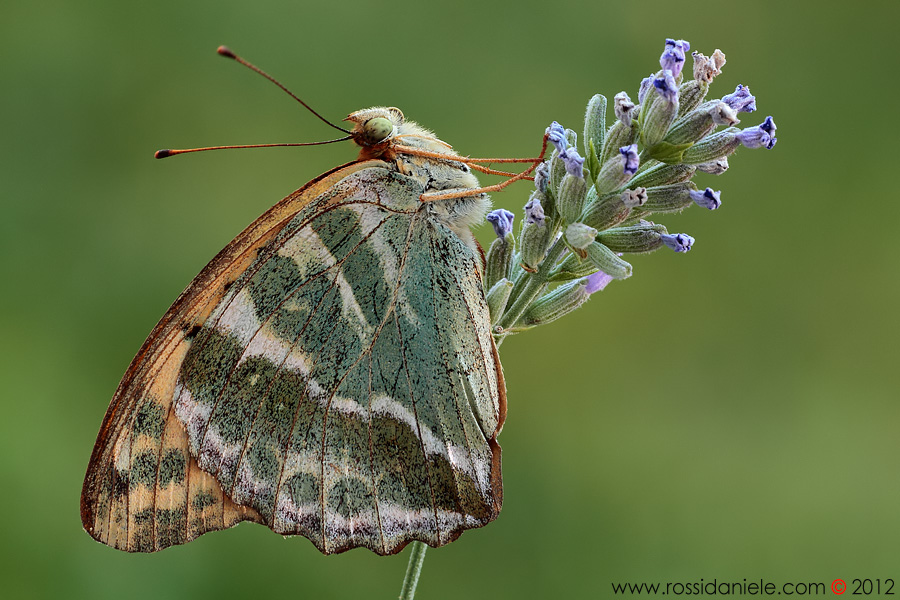 lenzuola profumate...