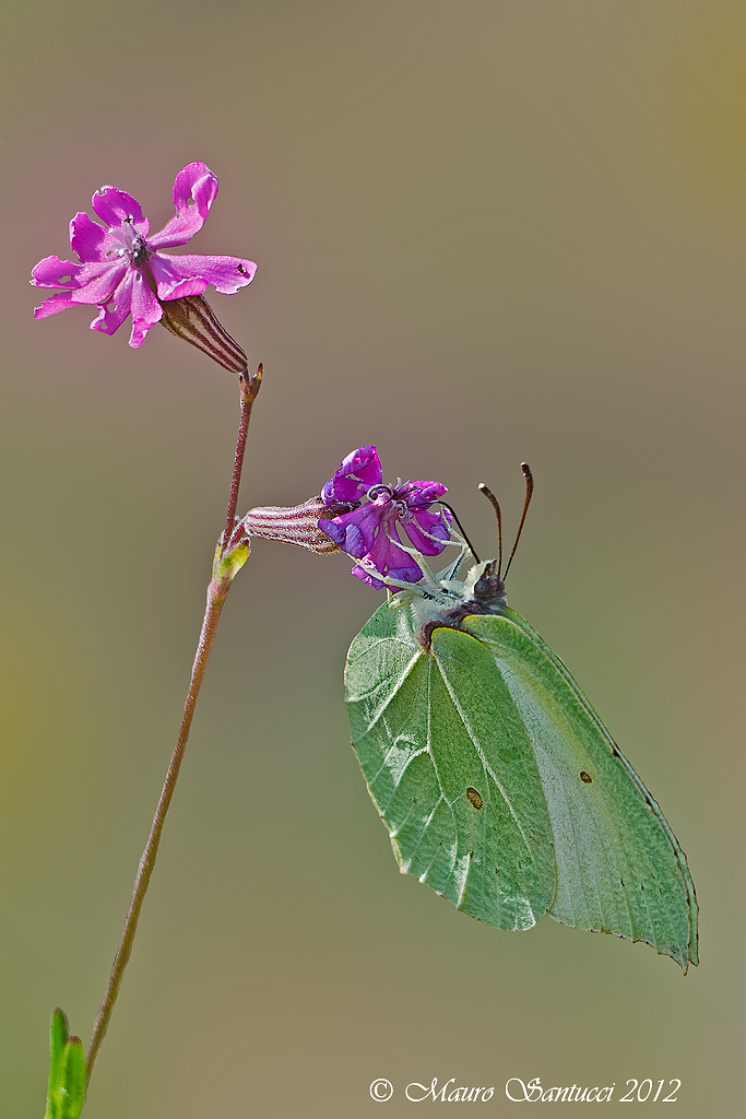 Gonepteryx  rhamni _ Cedronella