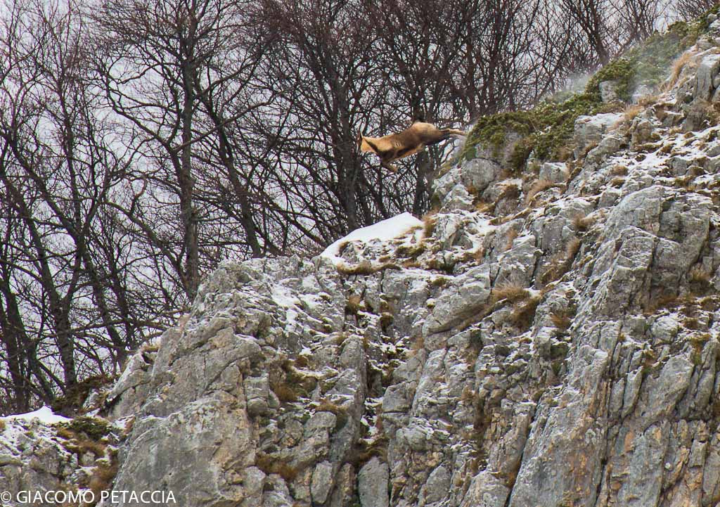 il camoscio piu' bello del mondo