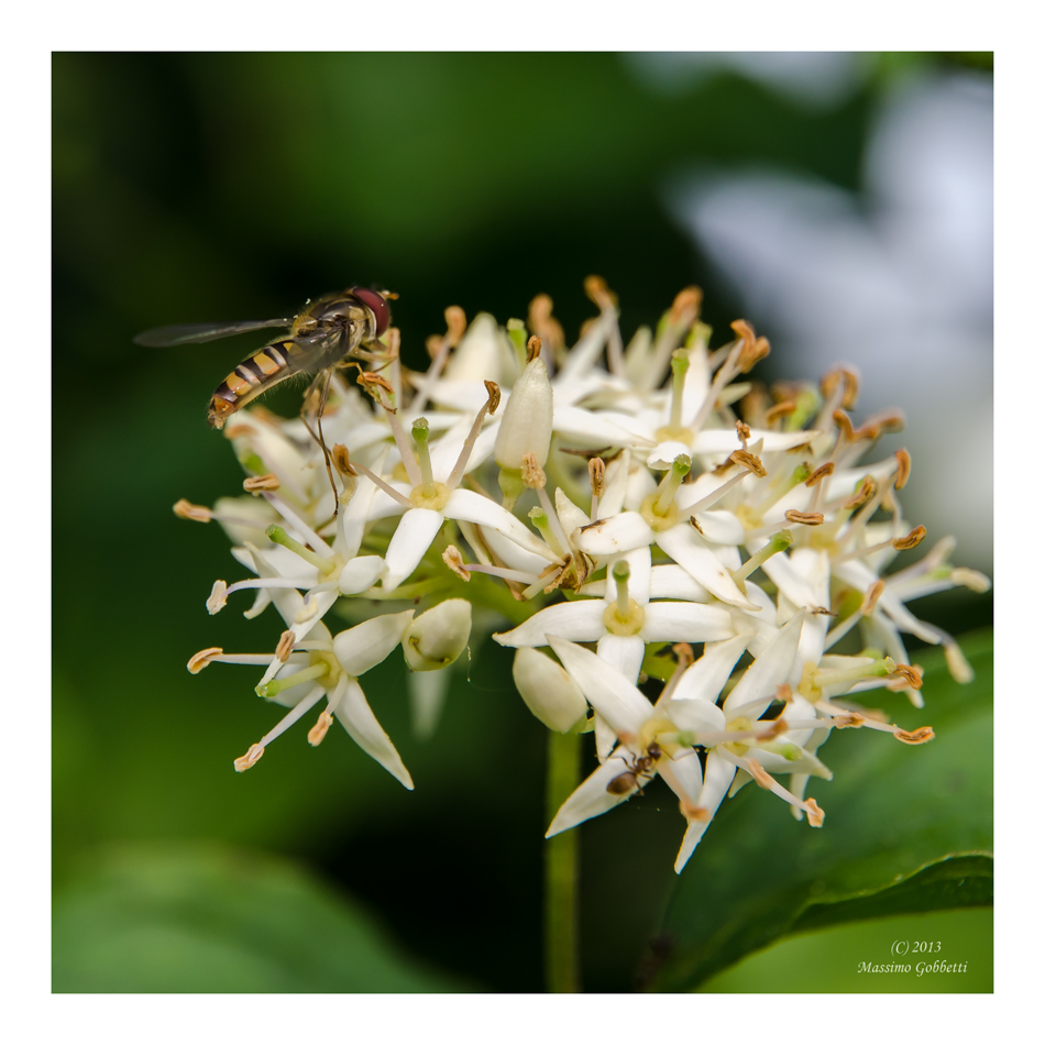 Primavera... non vedo l'ora che ritorni..