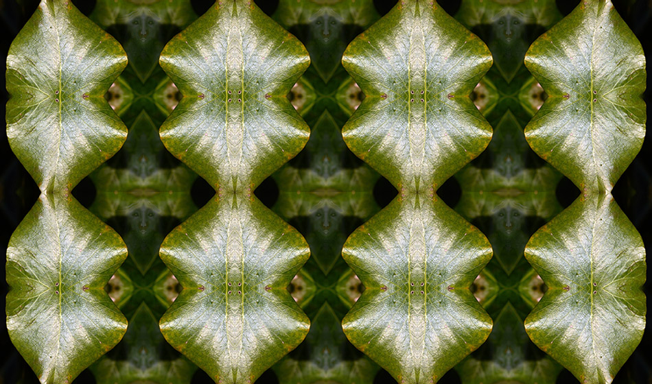 Nascoste nell'edera � 2013