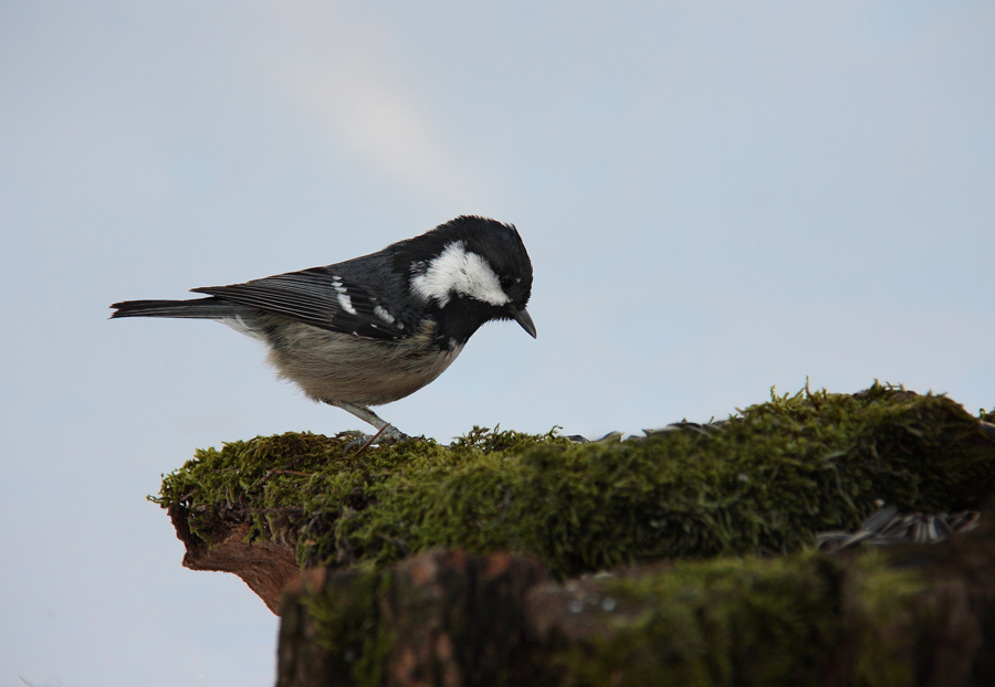 Anche i poveri osano...
