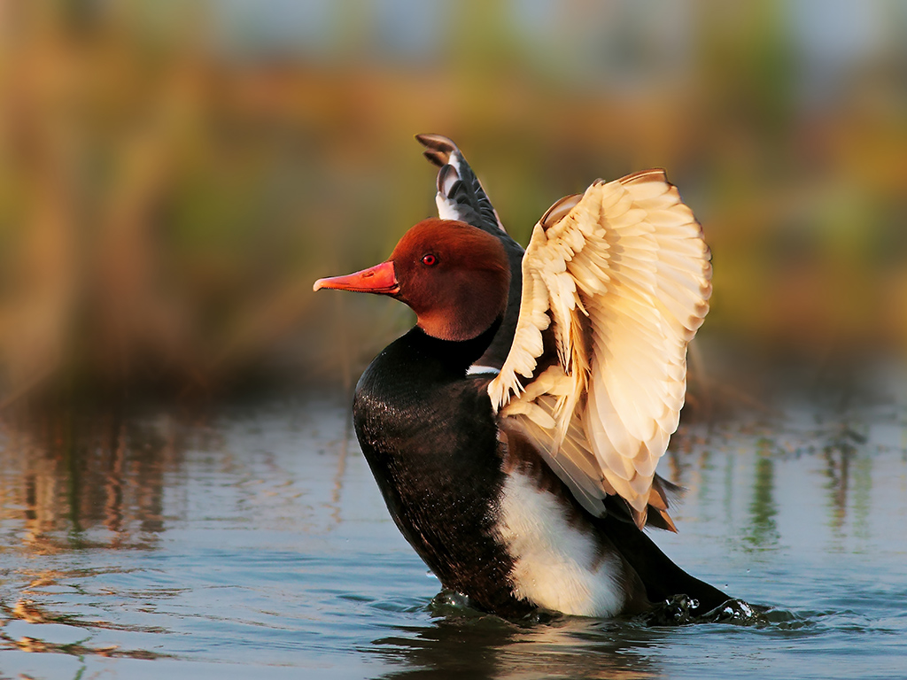 Fistione Turco Maschio # 1