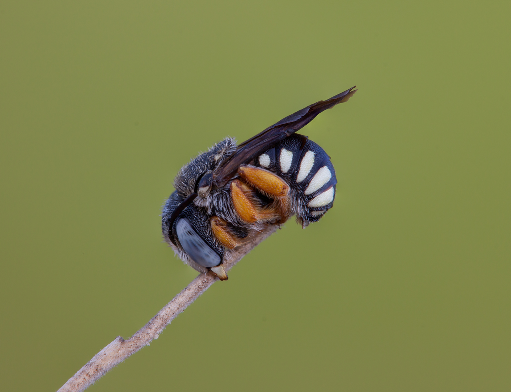 Hymenoptera - Megachilidae Anthidiellum