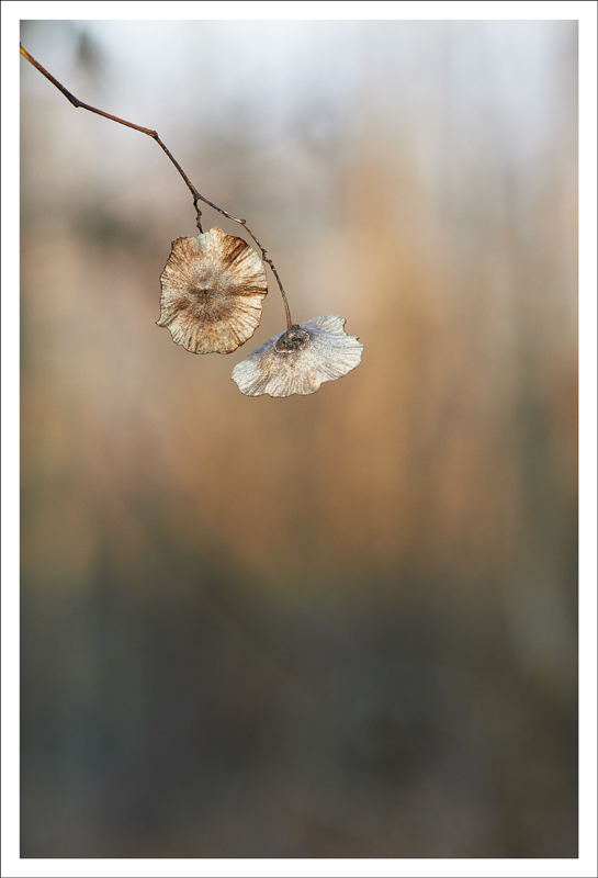 Minimalismo Invernale