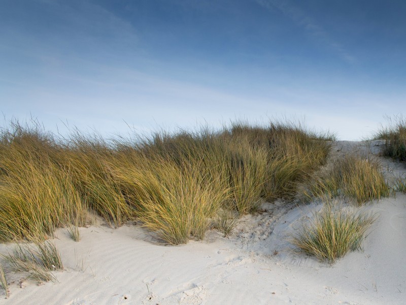 Dune mediterranee