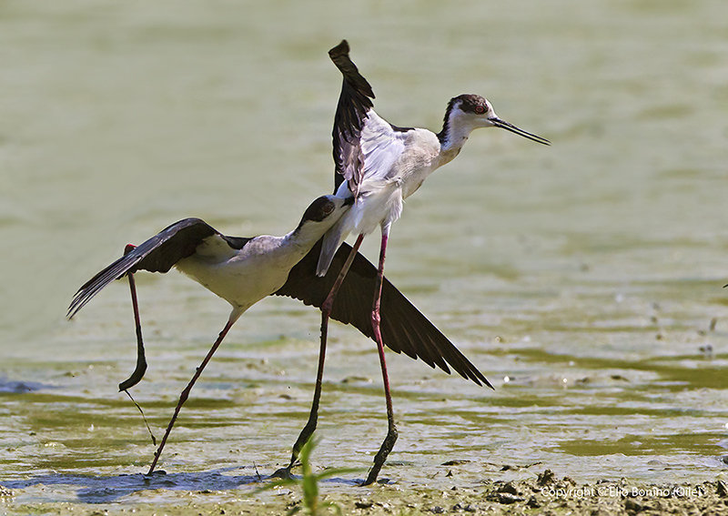 Cavalierte d'Italia (Himantopus himantopus)