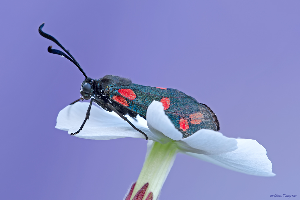 Zygaena filipendulae