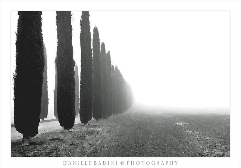 cipressi che scompaiono