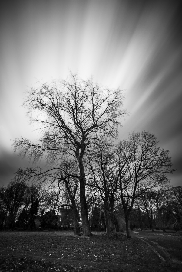Trees, clouds and cold wind
