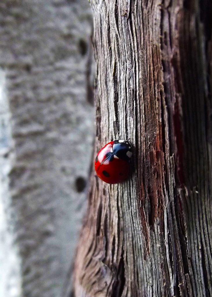 Coccinella