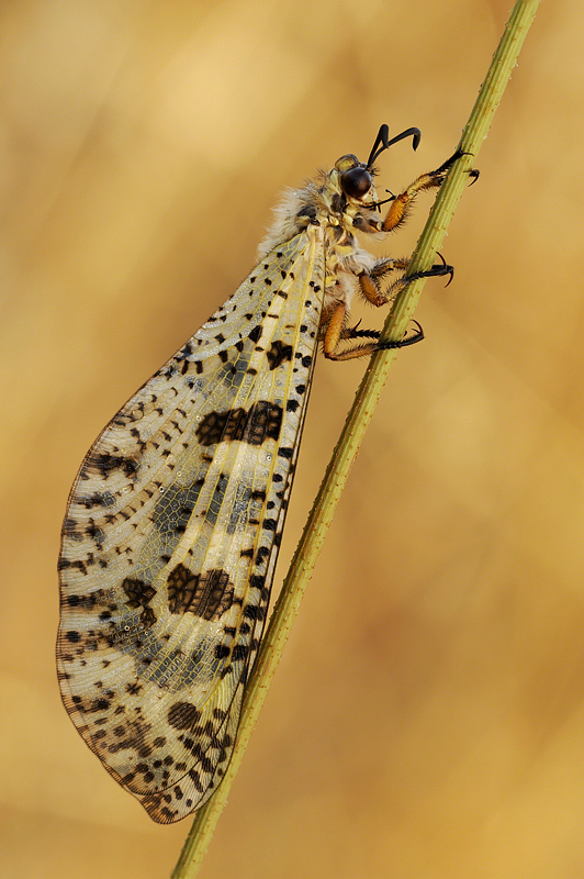 Con il vestito della festa