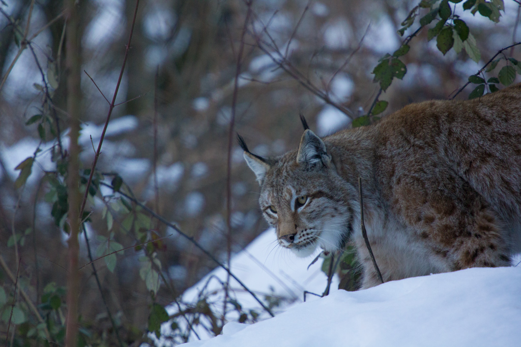 Lince