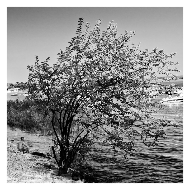 The Little Man and The big Tree