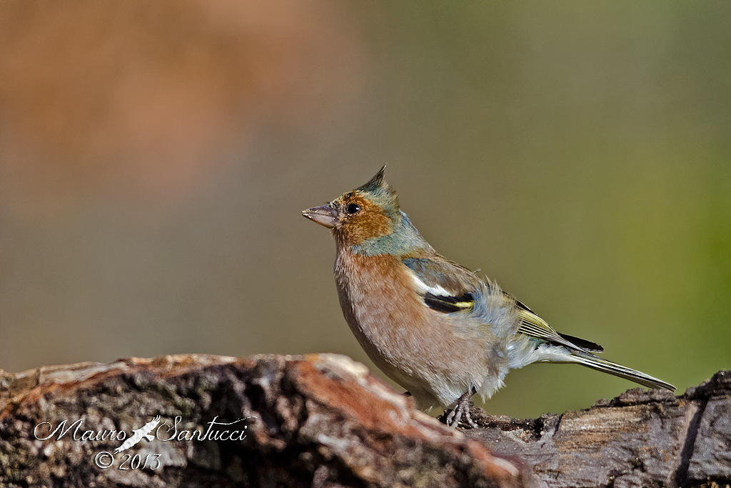 Fringuello con la cresta