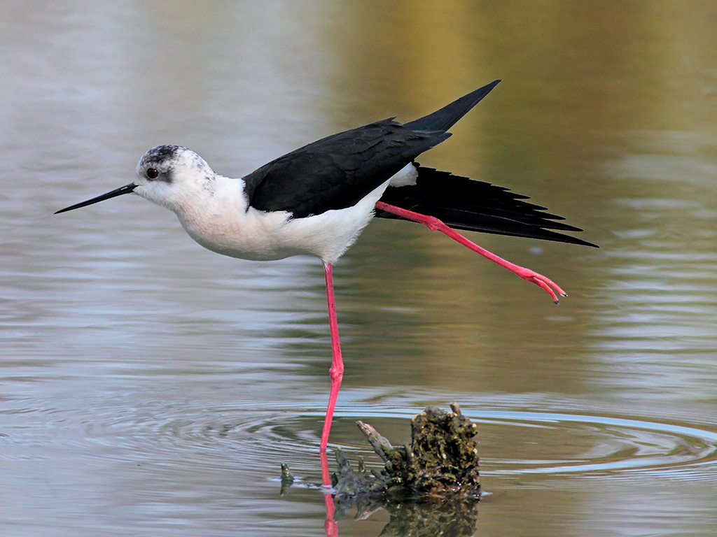 Cavaliere dItalia # 10