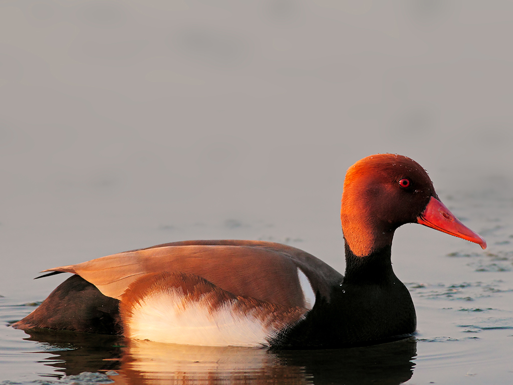 Fistione Turco Maschio # 2