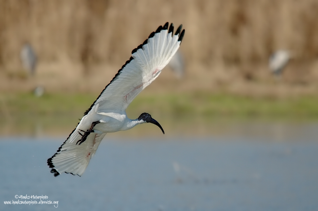 Ibis sacro in volo