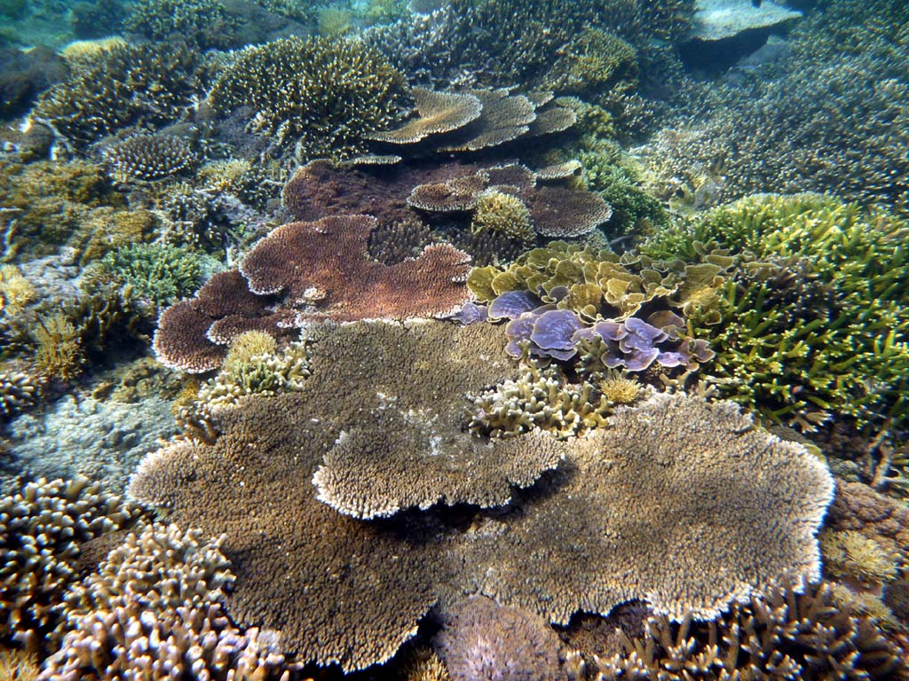 Distesa di corallo