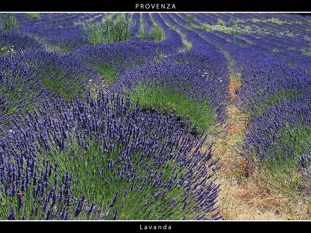 Provenza # 29